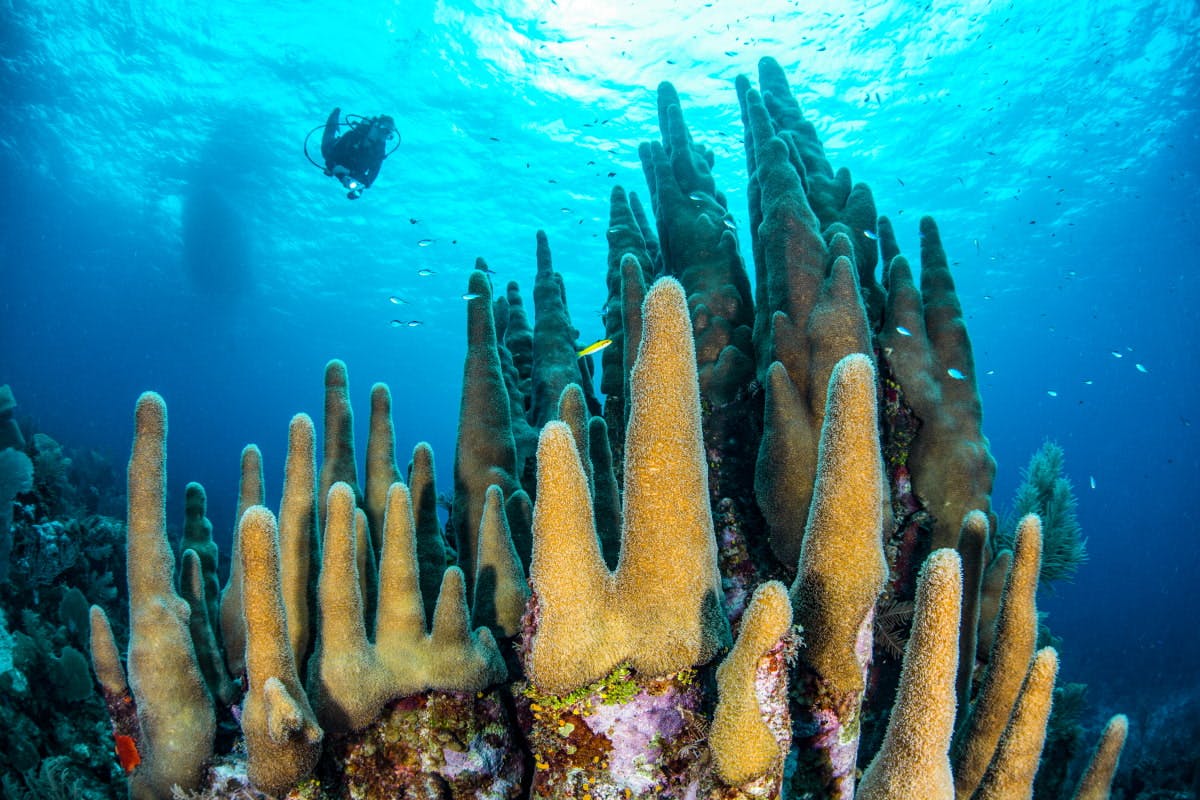 Certified Two-Tank Dive in Grand Cayman