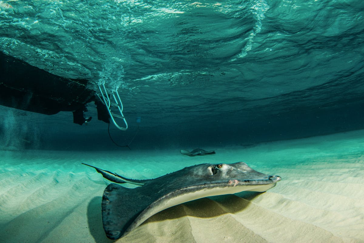 Nautilus Undersea Semi-Submersible Tour