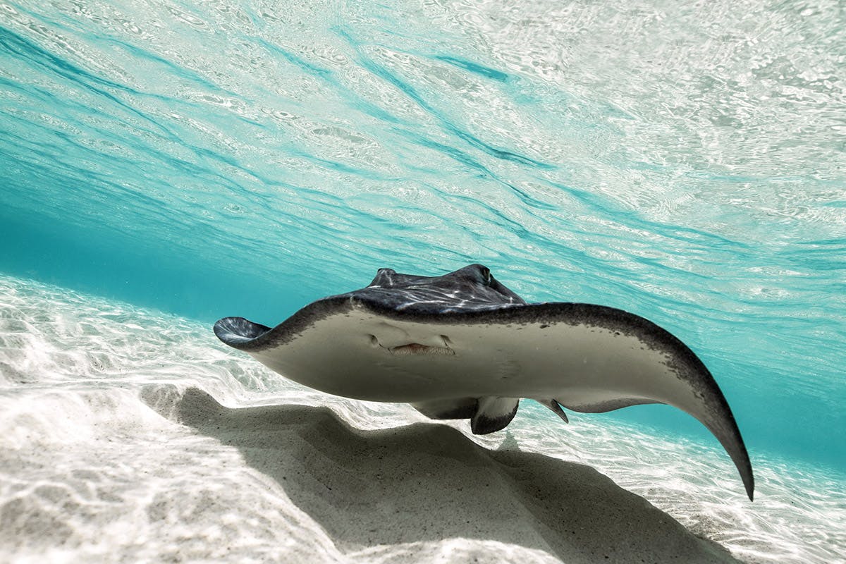 Bimini Stingray Interaction Shore Thing