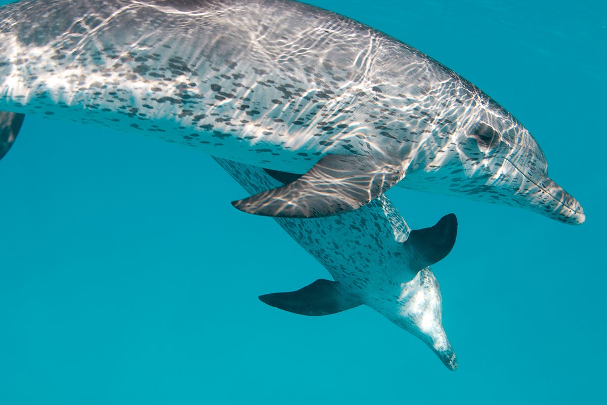 BIMINI-Wild Dolphin Expedition-Illustration-v1-01-1200x800